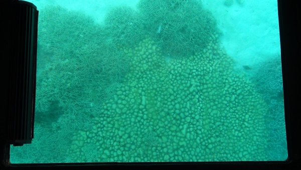 川平湾のジャガイモサンゴ