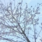 この桜が満開になったら淡路島へ行くことにします