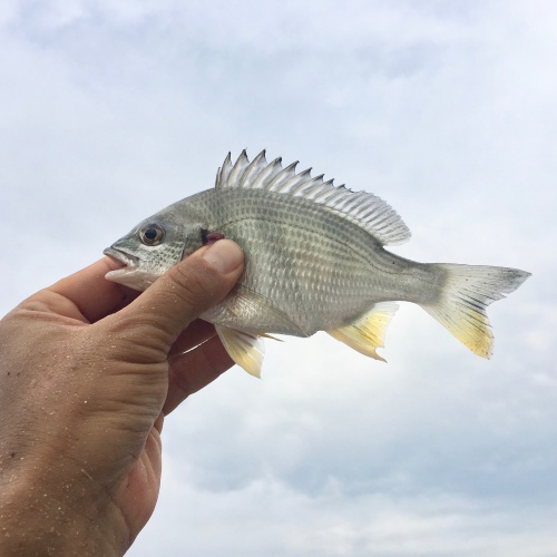 淡路島の魚