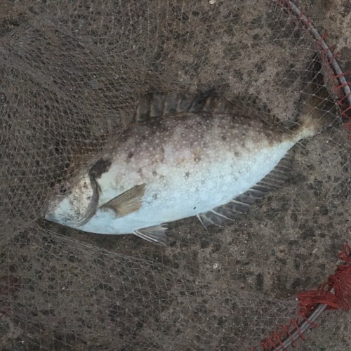 淡路島の魚