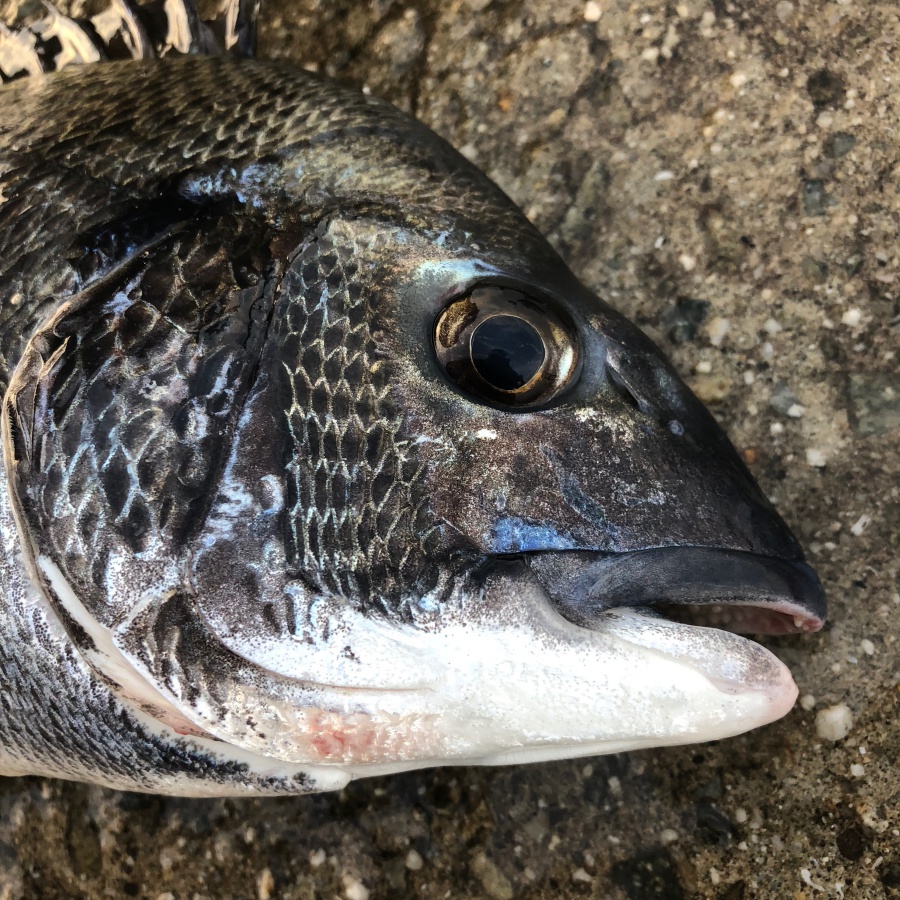 紀州釣りとは 仕掛け 団子 エサ タナ合わせの基本を解説 投資する紀州釣り師 茅渟富団子屋