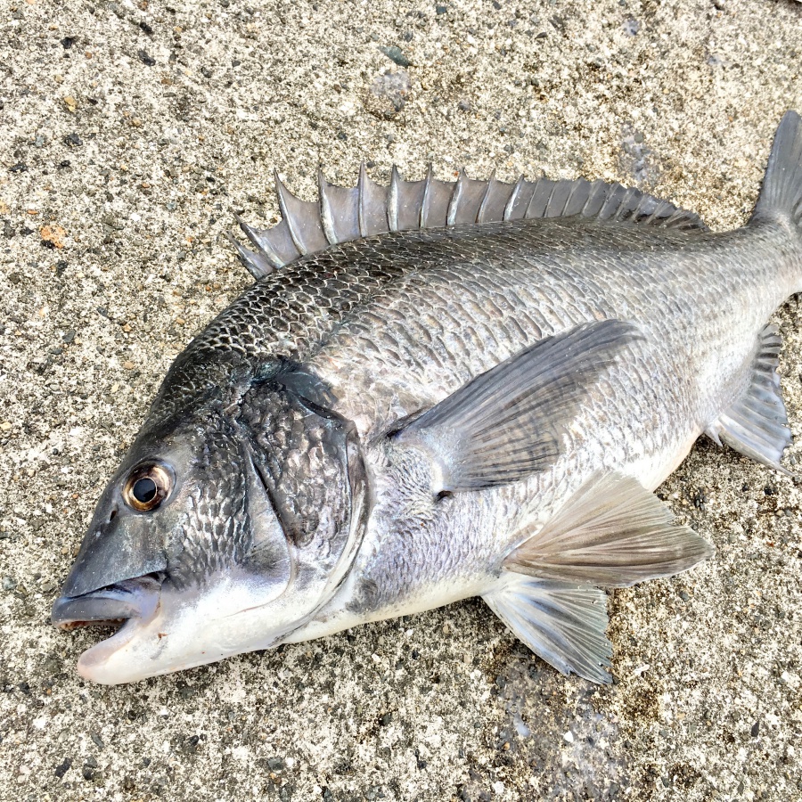 初心者向け 紀州釣りで初めてチヌ 黒鯛 を釣るためにまず知っておくべきこと 3つ 投資する紀州釣り師 茅渟富団子屋