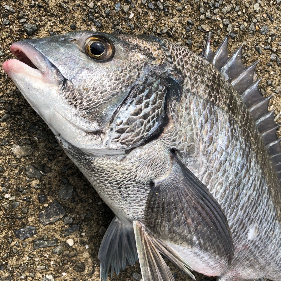 チヌ釣り初心者が初めて紀州釣りを始めるときに必要な道具 投資する紀州釣り師 茅渟富団子屋