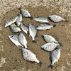 【釣行記】冬の淡路島でキビレがたくさん釣れました！