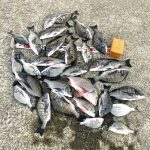 【釣行記】台風後の淡路島でチヌ爆釣です！（チヌ：26匹、キビレ：4匹、へダイ：1匹）