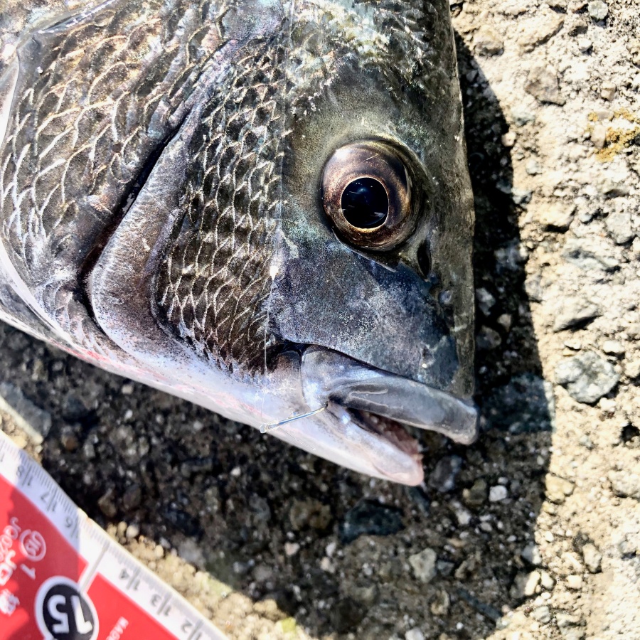 釣りで魚を釣るために必要なものは「場所・エサ・技術」の順番です。