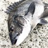【基本】紀州釣り師が「チヌを効率よく釣る」ために心掛けていること6つを紹介