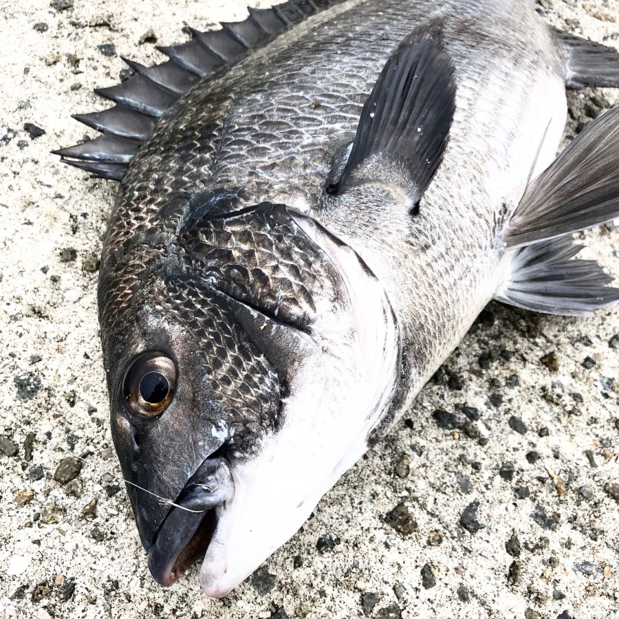 基本 紀州釣り師が チヌを効率よく釣る ために心掛けていること6つを紹介 投資する紀州釣り師 茅渟富団子屋