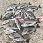 【釣行記】淡路島の秋爆が来た！燻銀チヌ43センチを頭に15匹の爆釣を楽しめました！