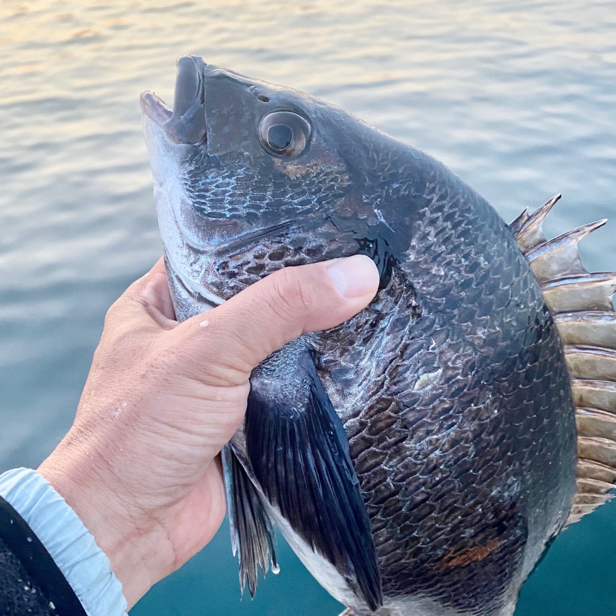 釣行記 3月の淡路島を攻略 チヌ41センチと38センチ デカアジ18匹をゲットォ Kungindoの寝ウキとdaiwaのリアルオキアミも試してきました 投資する紀州釣り師 Crypto Investor