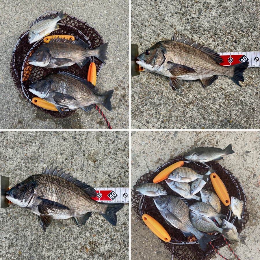 釣行記 渋々の淡路島でチヌ11匹とキビレ2匹を釣って来ました 投資する紀州釣り師 Crypto Investor